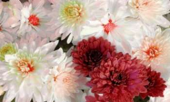3094 | Bouquet de Printemps - Le moment tant attendu du renouveau, le Printemps. Les fleurs en sont toujours un symbole, bien qu'ils nous soit possible aujourd'hui de ne pas en être privé
en toute saison.
