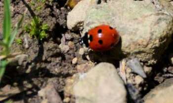Puzzle 3099 - Coccinelle à l'ombre
