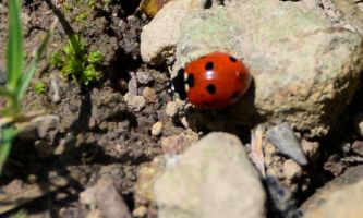 Puzzle Coccinelle à l'ombre