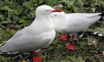 Puzzle 3101 - Amours de mouettes