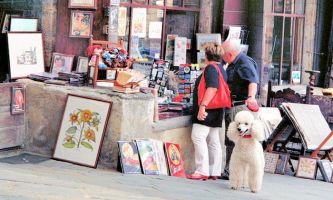 Puzzle Caniche en vedette
