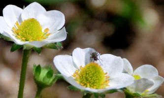 Puzzle Insecte sur fleur