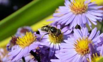 Puzzle 3128 - Abeille goulue