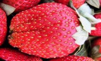 Puzzle 3154 - Fraise géante