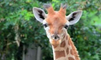 Puzzle 3167 - Madame la Girafe