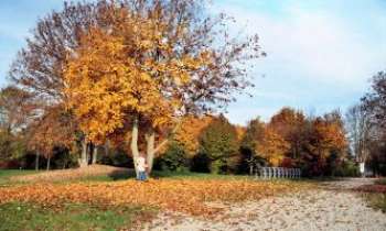 Puzzle 3171 - Couleur d'Automne