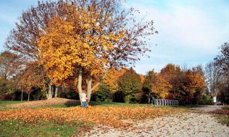 Puzzle Couleur d'Automne
