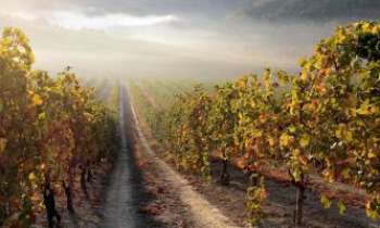 Puzzle 3197 - Vignes en automne