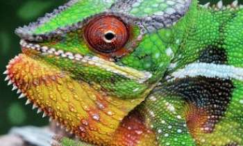Puzzle 3238 - Cameleon - Madagascar