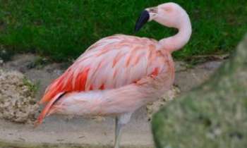 Puzzle 3283 - Flamant rose