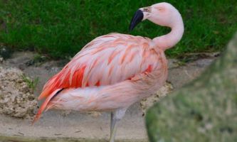 Puzzle Flamant rose