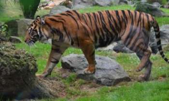 Puzzle 3286 - Tigre de Sumatra 2