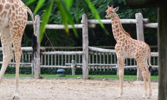 Puzzle Girafeau