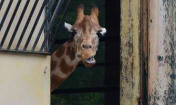 Puzzle 3300 - Gigi la girafe