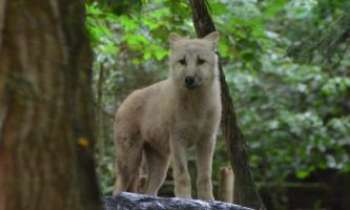 Puzzle 3302 - Le loup arctique