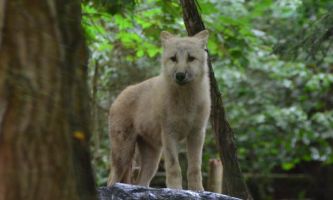 Puzzle Le loup arctique