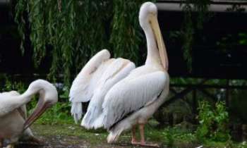 Puzzle 3315 - Pelican du Zoo