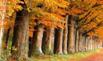 Puzzle 3335 - Automne