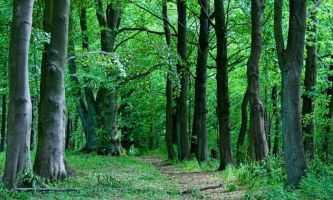 Puzzle Chemin en forêt