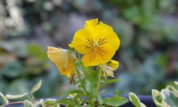 Puzzle 3439 - Fleur jaune