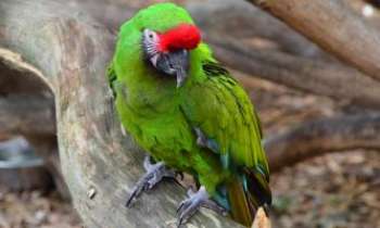 Puzzle 3362 - Perroquet vert
