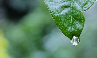 Puzzle La rosée sur une feuille