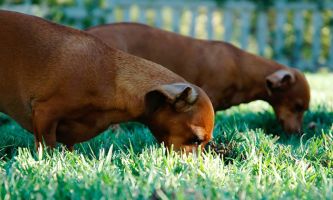 Puzzle 2 chiens