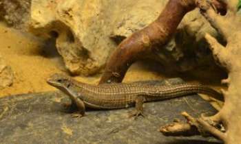 Puzzle 3382 - Espèce d'iguane