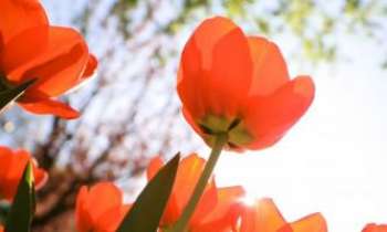 Puzzle 3389 - Coquelicots