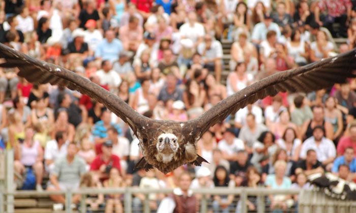 Puzzle Le bal des oiseaux fantôme