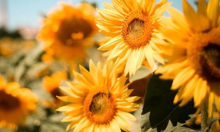 Puzzle Tournesols au soleil