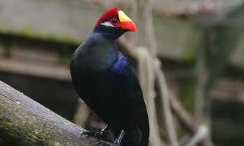 Puzzle 3423 - oiseau noir