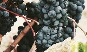 Puzzle 3426 - Grappe de raisins