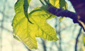 Puzzle 3428 - Feuille verte