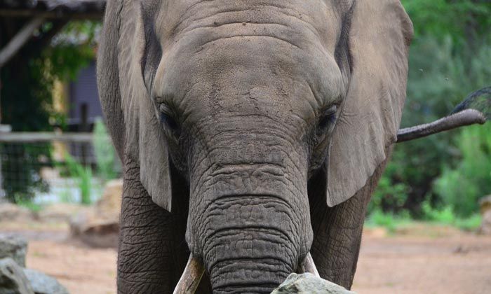 Puzzle éléphant qui charge