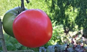 Puzzle 3446 - les tomates