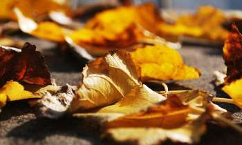 Puzzle 3459 - Feuilles en automne
