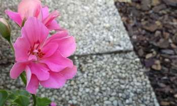Puzzle 3466 - les fleurs roses