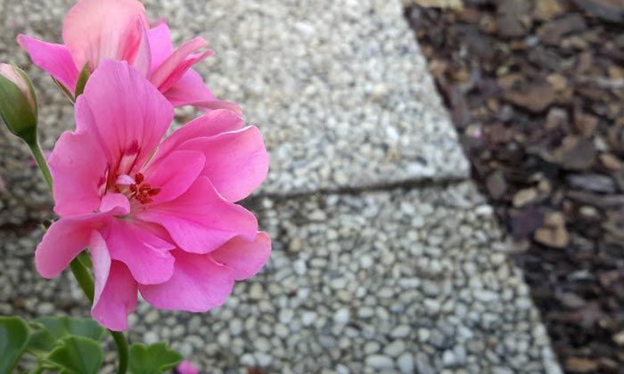 Puzzle les fleurs roses