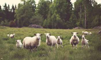 Puzzle 3476 - Les moutons