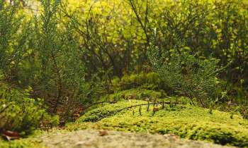 Puzzle 3479 - la campagne