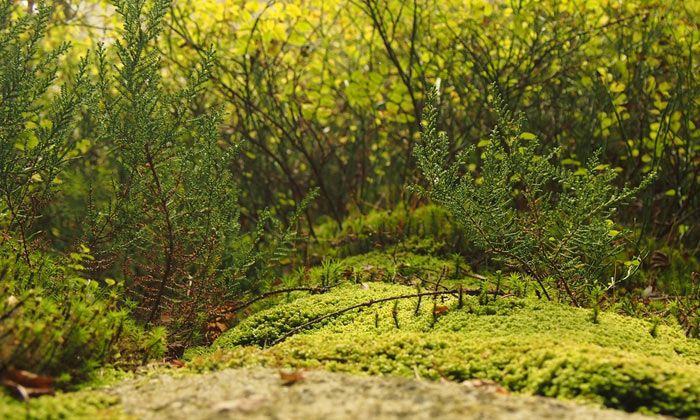 Puzzle la campagne