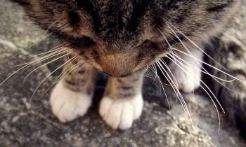 Puzzle 3481 - moustache de chat