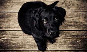 Puzzle 3496 - chien noir
