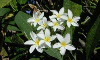 Puzzle 3499 - Jasmin