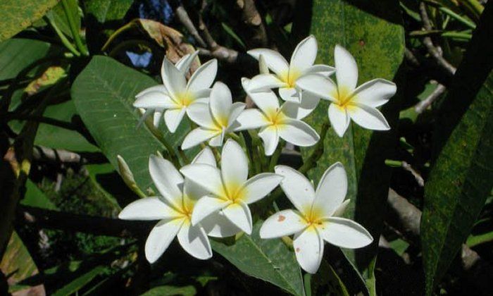 Puzzle Jasmin