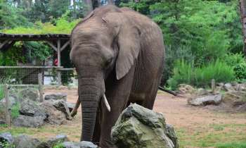 Puzzle 3504 - éléphant