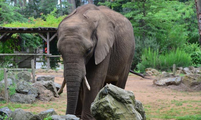 Puzzle éléphant