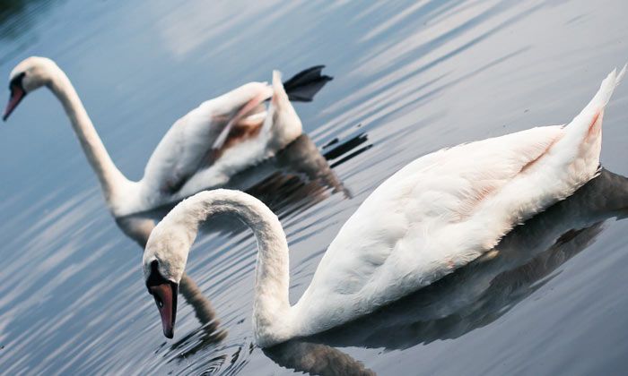 Puzzle Deux cygnes