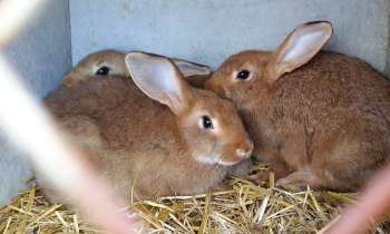 Puzzle 3508 - lapins en cage